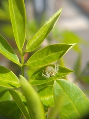 Misumenops