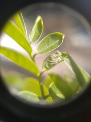 Misumenops