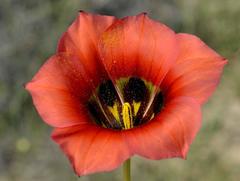 Romulea sabulosa