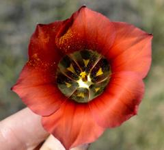 Romulea sabulosa