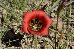 Romulea sabulosa