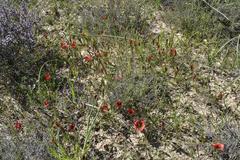 Romulea sabulosa