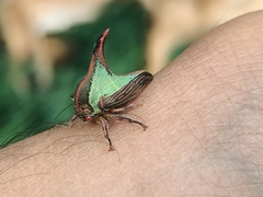Umbonia crassicornis