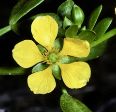 Roepera apiculata