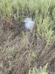 Asclepias engelmanniana