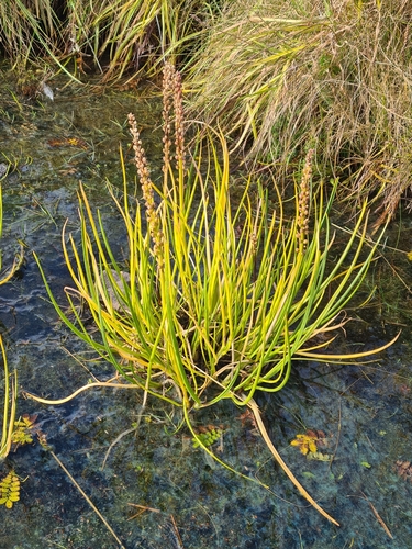 barička prímorská (Triglochin maritima)