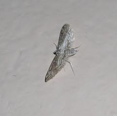 Parapoynx fluctuosalis