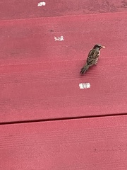 Passer domesticus
