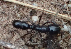 Plectroctena mandibularis