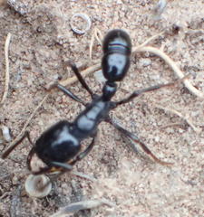 Plectroctena mandibularis