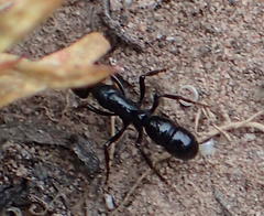 Plectroctena mandibularis