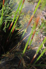 Thamnochortus punctatus