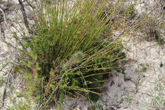 Thamnochortus punctatus