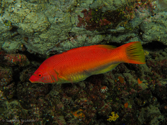 Bodianus scrofa