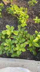 Pachysandra terminalis