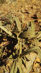 Hermannia lancifolia