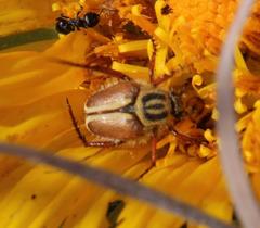 Lepithrix pseudolineata