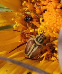 Lepithrix pseudolineata