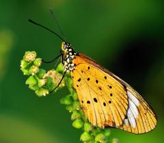 Acraea encedon encedon