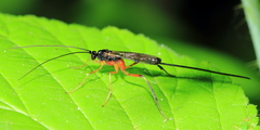 Macrocentrus aegeriae