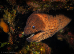 Gymnothorax unicolor