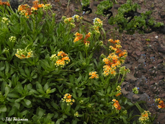 Heliotropium floridum