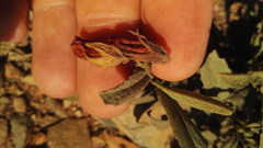 Hermannia lancifolia