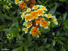 Heliotropium floridum