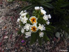 Heliotropium floridum