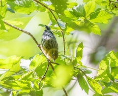 Setophaga castanea