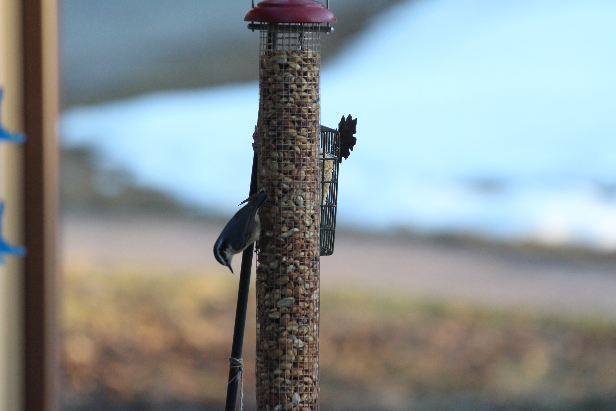 Red-breasted Nuthatch