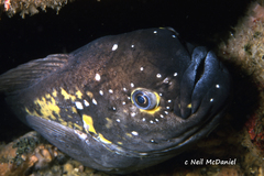 Zaprora silenus