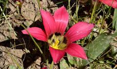 Romulea pudica