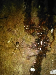 Drapetisca socialis