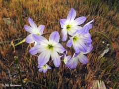 Leucocoryne coquimbensis