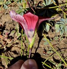 Romulea pudica