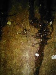 Drapetisca socialis