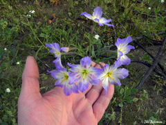 Leucocoryne coquimbensis