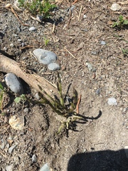 Pueraria montana lobata