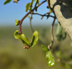 Fockea edulis