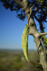 Fockea edulis