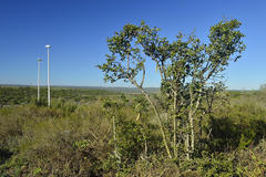 Fockea edulis