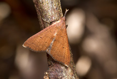 Lepidoptera