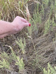 Asclepias engelmanniana