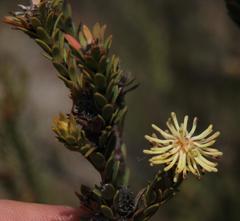 Leucadendron thymifolium