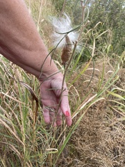 Asclepias engelmanniana