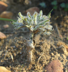 Eriospermum dregei