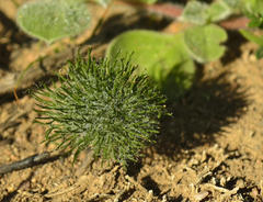 Eriospermum paradoxum