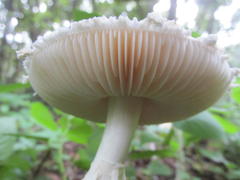 Amanita veldiei