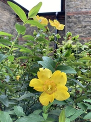 Hypericum × hidcoteense